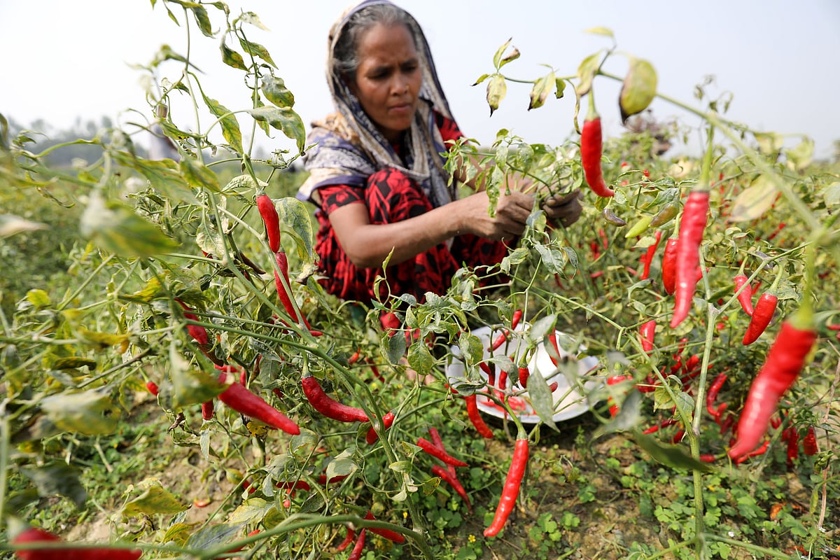 খেত থেকে মরিচ তুলছেন একজন নারী। সারা দিন মরিচ তুলে মজুরি পান ১০০ থেকে ১৫০ টাকা