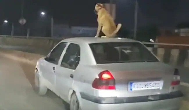 চলন্ত গাড়ির ছাদে বসে আছে কুকুর ছবি: ফেসবুক থেকে নেওয়া