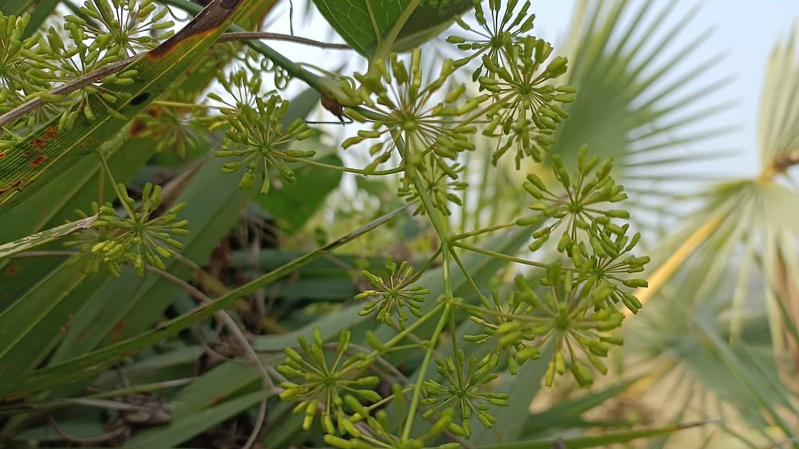 ছবি: প্রথম আলো