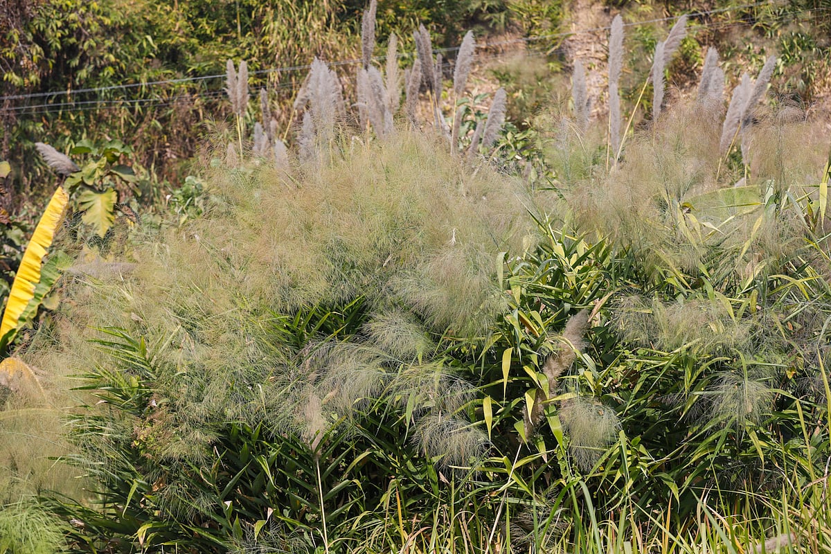 কাটার আগে দেখতে এমন রং হয় ঝাড়ু ফুলের ।