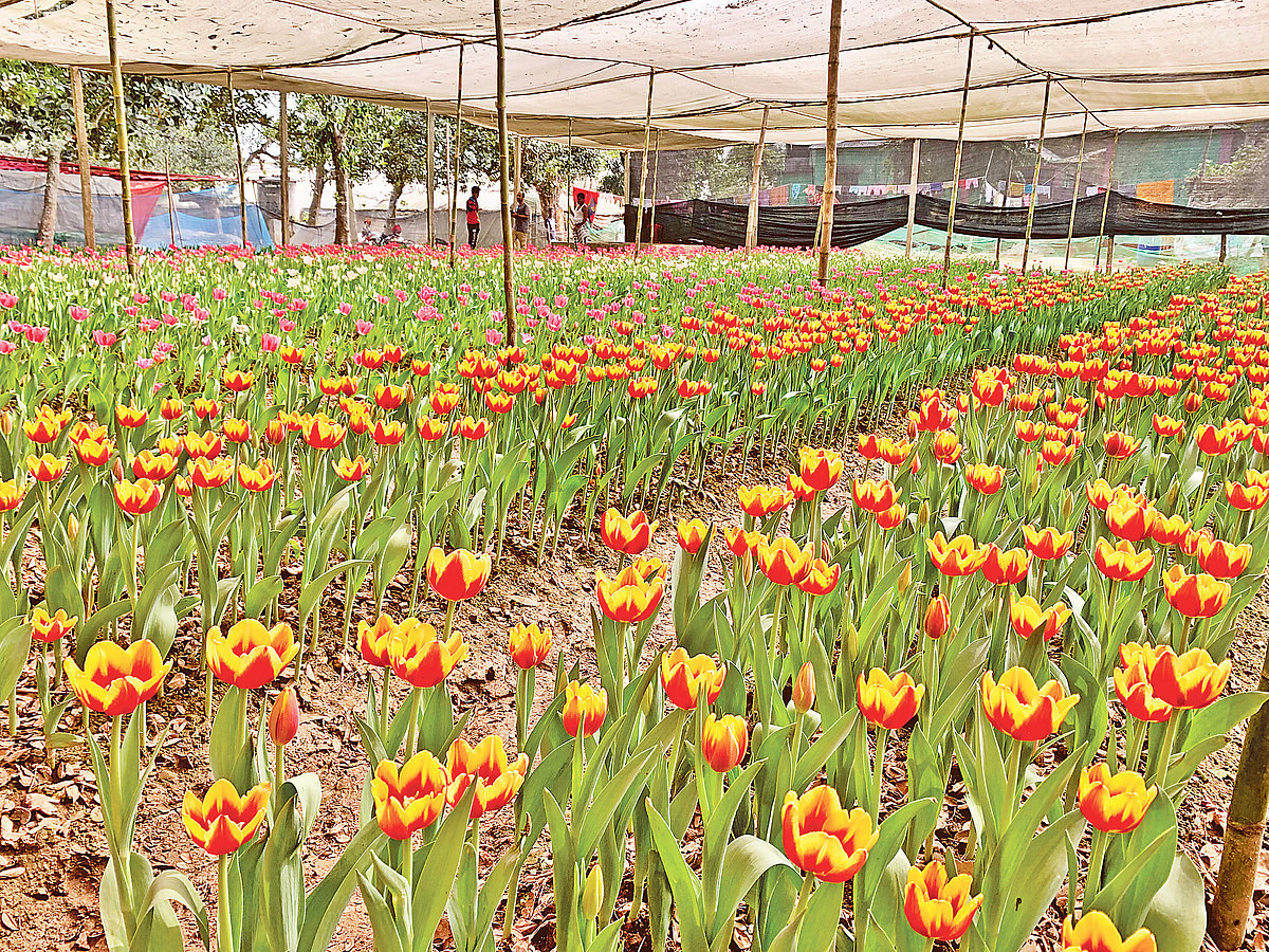 ছবি: প্রথম আলো