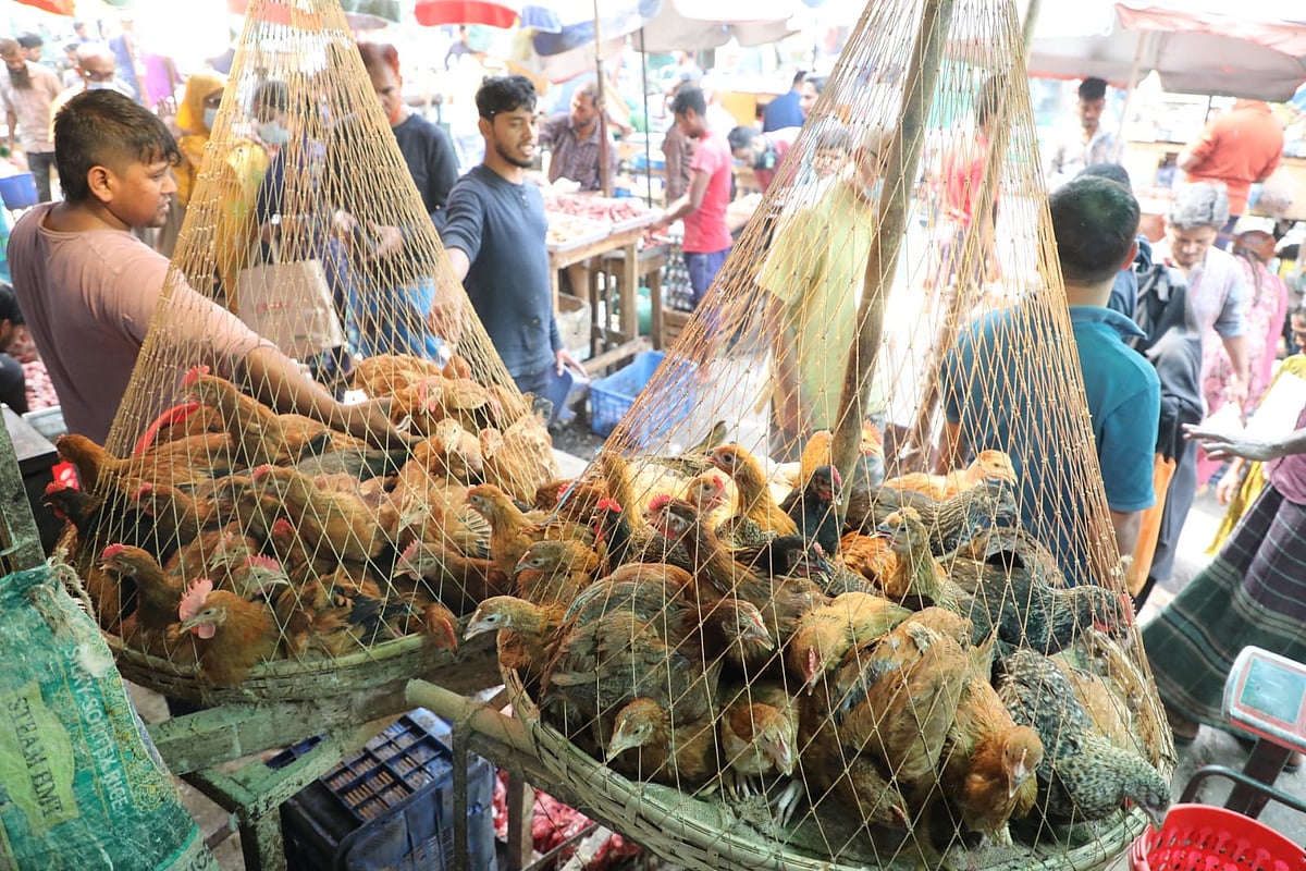 সোনালি মুরগির দাম বাড়ল ১০-২০ টাকা