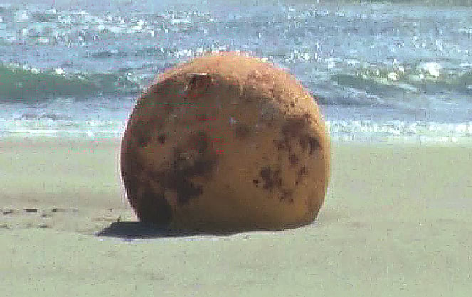 ছবি: ভিডিও থেকে নেওয়া