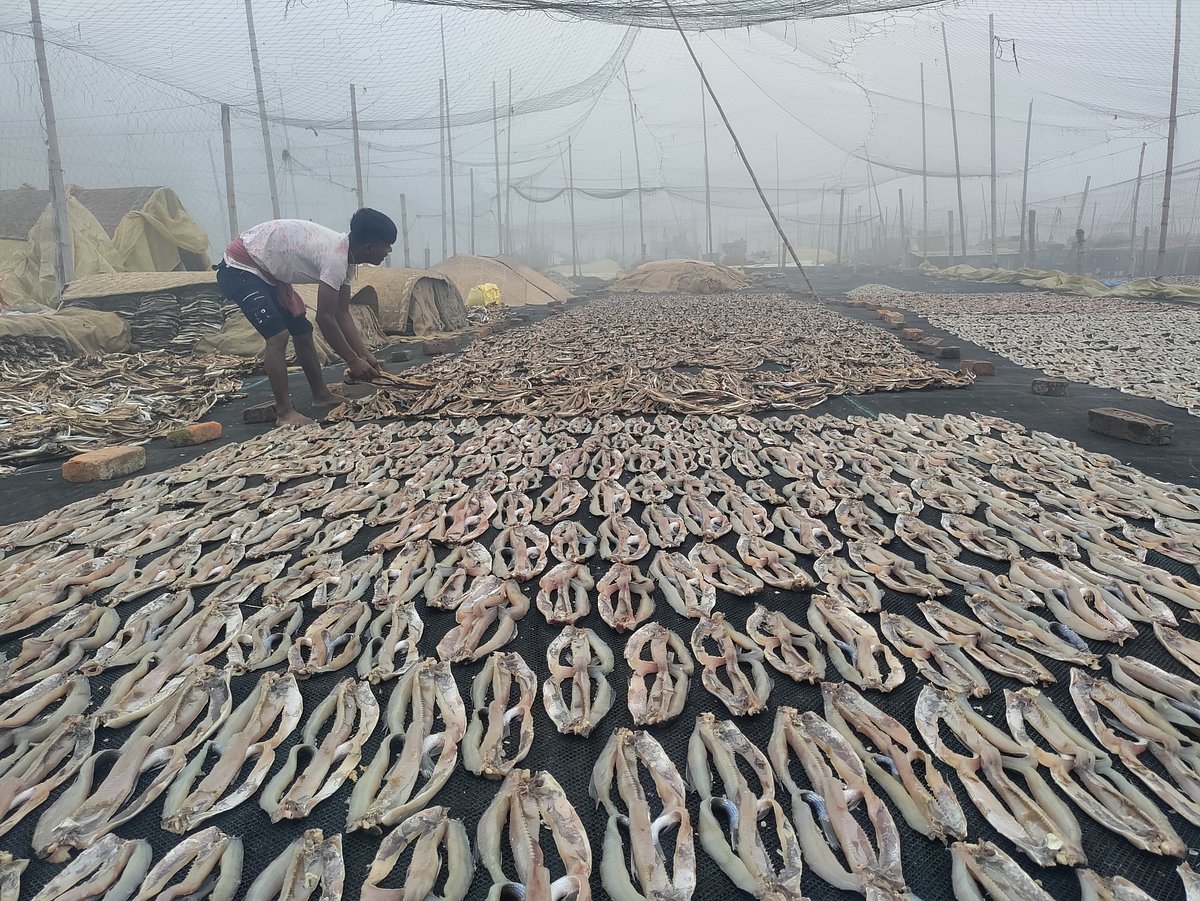 শুঁটকি শুকাচ্ছেন একজন শ্রমিক।