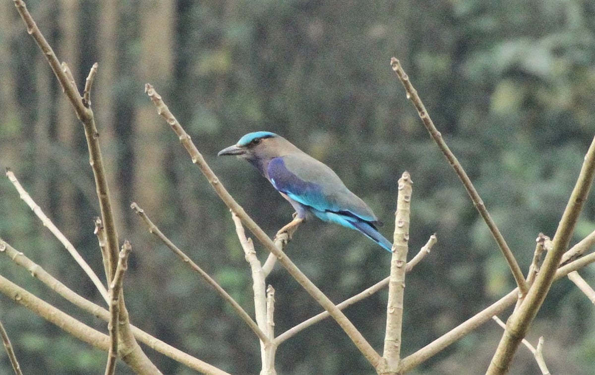 ডলার বার্ড। নীলকণ্ঠ পাখি। এদের বিচরণ চিরহরিৎ বনে। শান্ত স্বভাবের এটি। পোকামাকড় ও গুবরে পোকা খায় এরা। ব্যাঙছড়ি, কাপ্তাই, রাঙামাটি।  