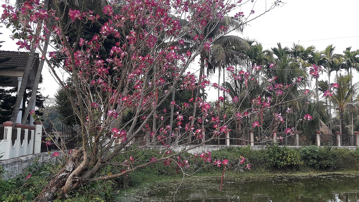 ছবি: প্রথম আলো