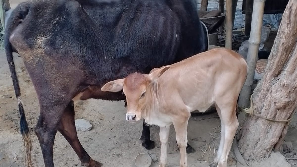 ছবি: প্রথম আলো