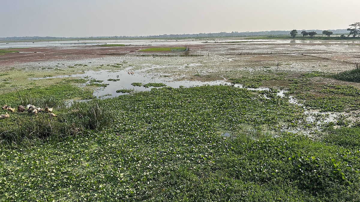  সম্প্রতি তোলা ছবি।  প্রথম আলো