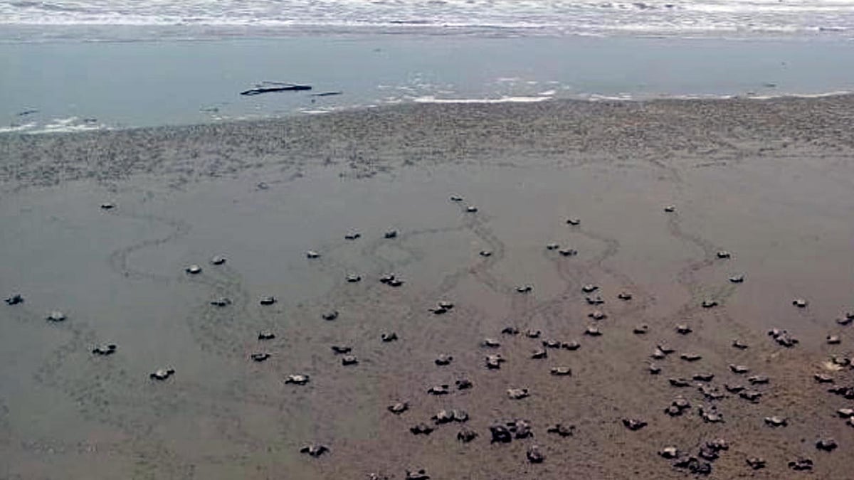 ছবি: প্রথম আলো