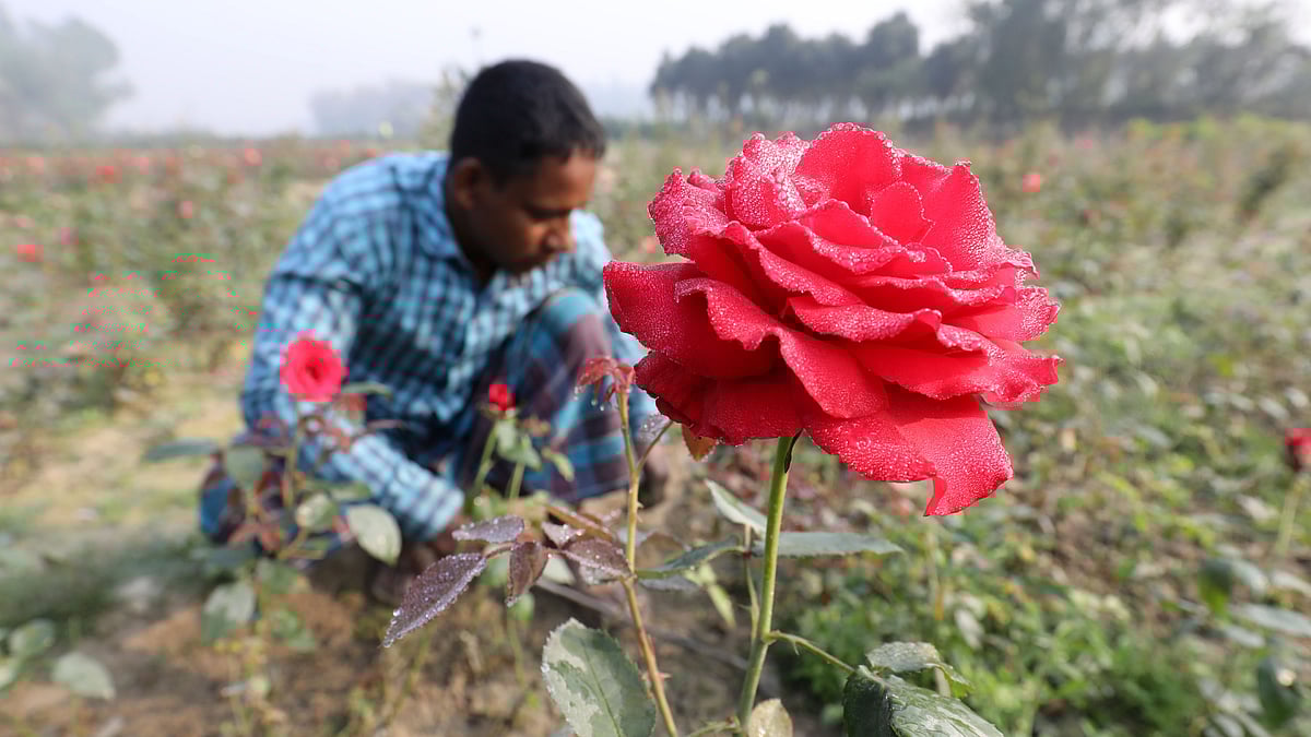 গোলাপের চারার পরিচর্যা করছেন এক শ্রমিক।