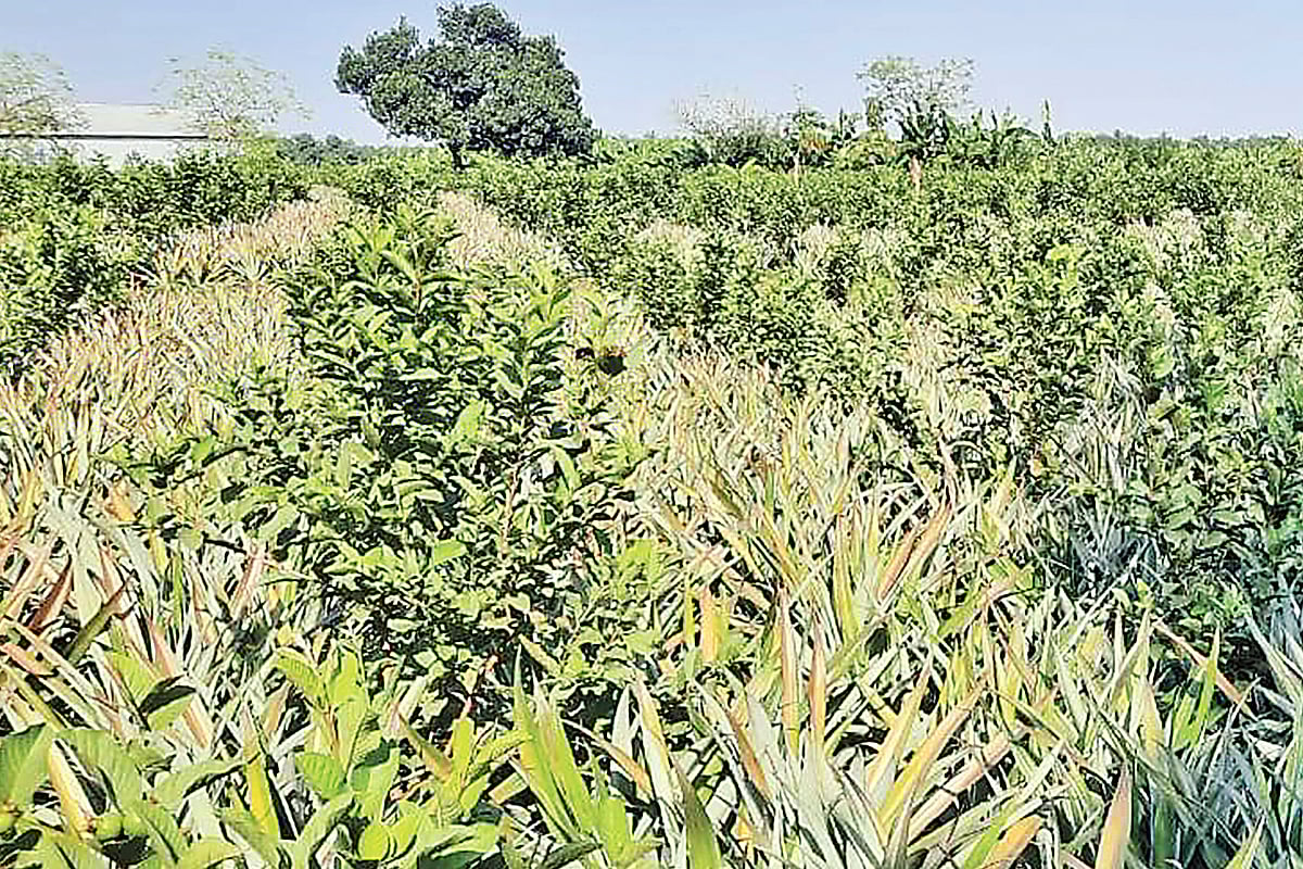 ছবি: প্রথম আলো