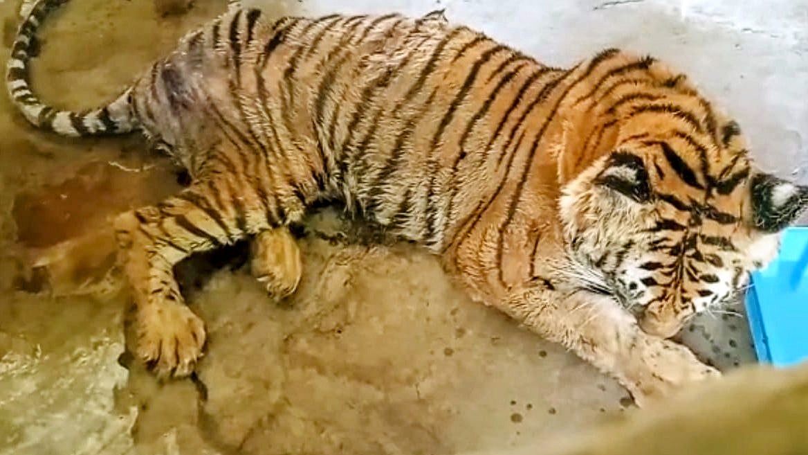 ছবি: প্রথম আলো