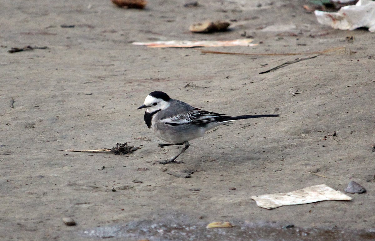 খরকুটা খেতে নদীর চরে ঘুরছে খঞ্জনা পাখিটি। কলাতলি মনিরবাজার, মনপুরা।