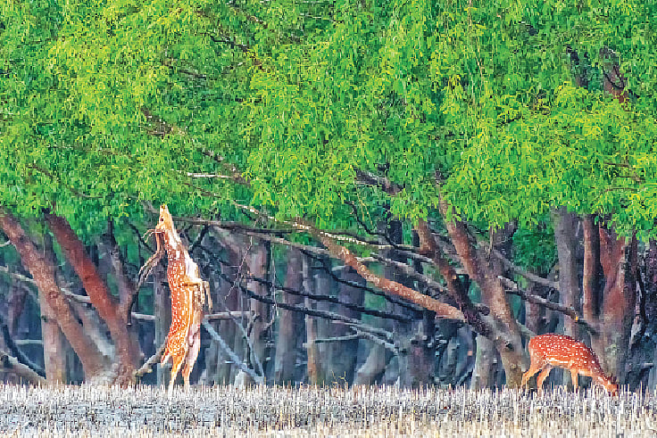 সুন্দরবনে হরিণের সংখ্যাও কিছুটা বেড়েছে বলে ধারণা করা হচ্ছে। আসকার ইবনে ফিরোজ