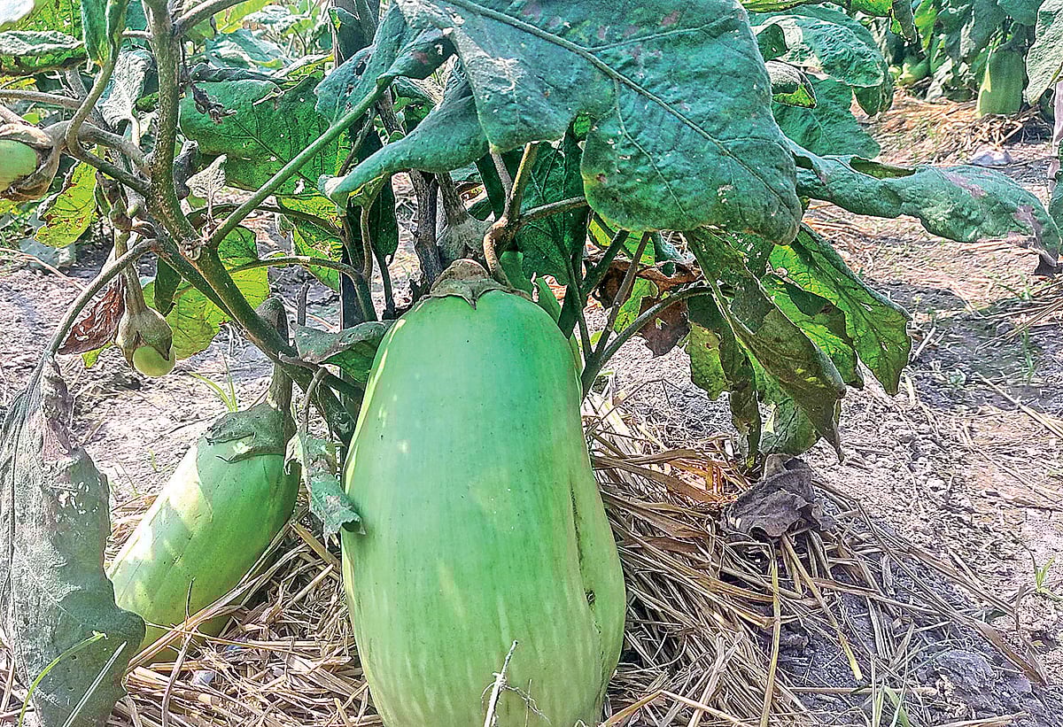 ছবি: প্রথম আলো