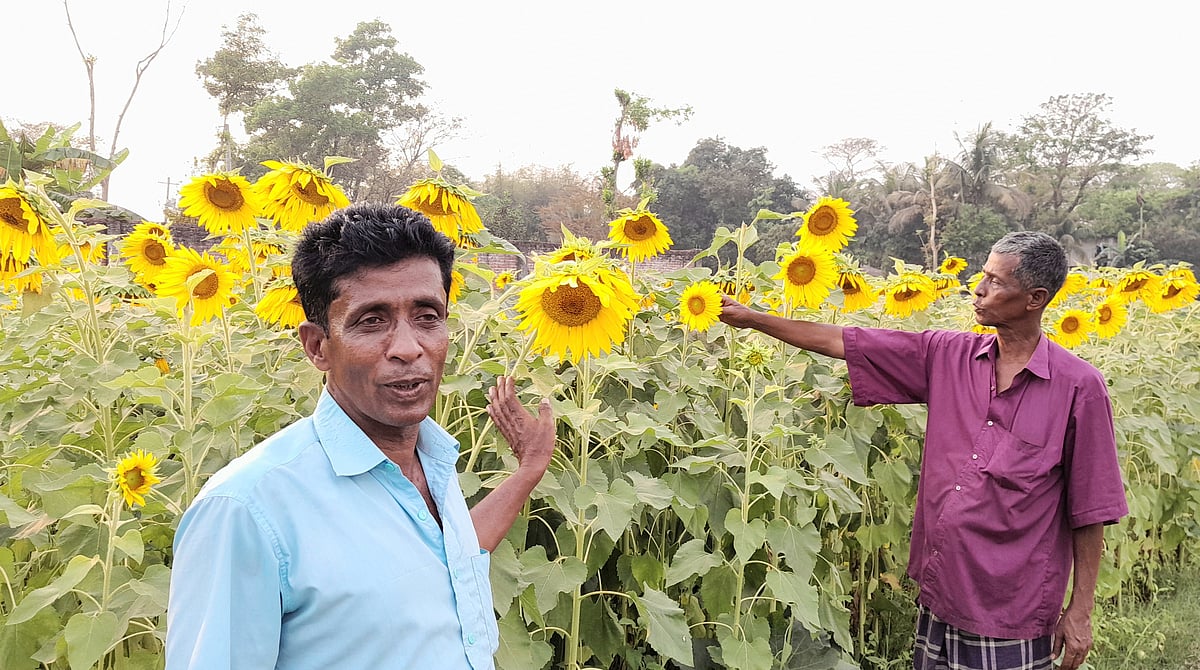 চট্টগ্রামের রাঙ্গুনিয়া উপজেলার বেতাগী ইউনিয়নের মধ্য বেতাগী গেলে হঠাৎ চোখ আটকে যায় দূরে থাকা সূর্যমুখীর বাগানে। মঙ্গলবার (১৫ মার্চ) বিকেলের দিকে তোলা।  ছবি - আব্বাস হোসাইন