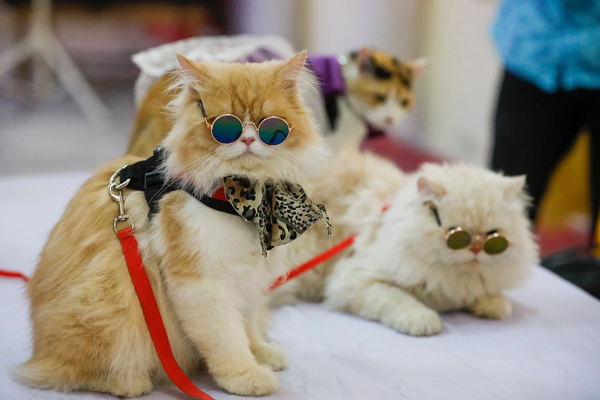 রঙিন চশমা চোখে দুই বিড়াল।