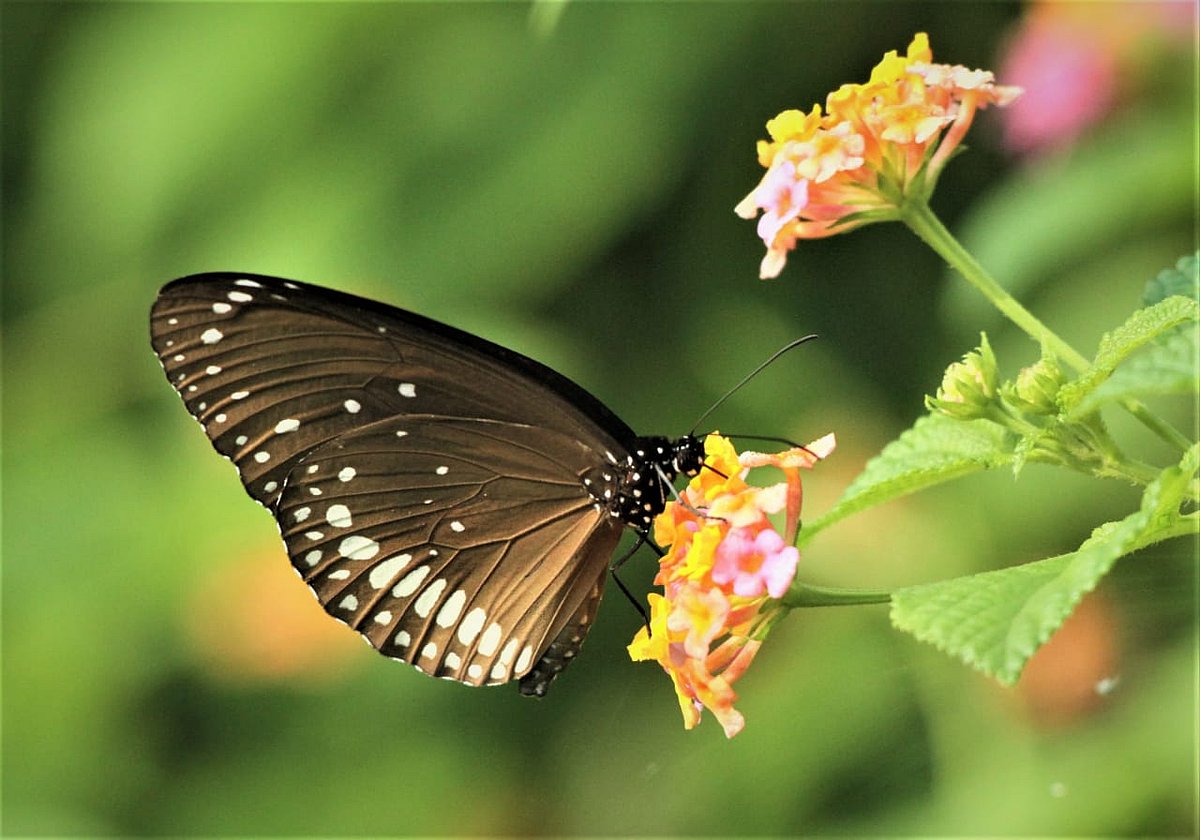 কালো ও হালকা মেহেদি রঙের মাঝে সাদা ফোঁটা যেন কোনো শিল্পীর তুলিতে আঁকা নকশা। ল্যান্টেনা ফুলের রস খাচ্ছে। কাপ্তাই জাতীয় উদ্যান, রাঙামাটি