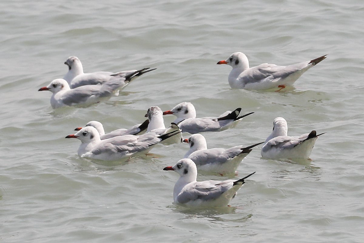 নদীর পানিতে শান্ত হয়ে বসে আছে কয়েকটি গাঙচিল