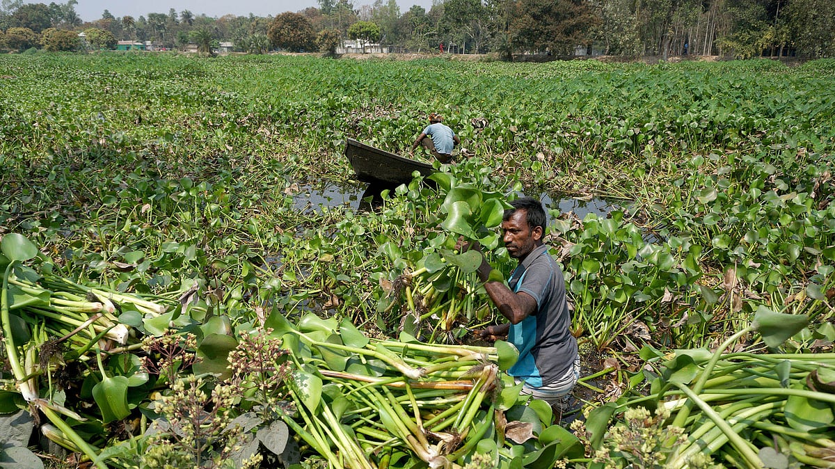 নদী থেকে তোলা হচ্ছে কচুরিপানা।
