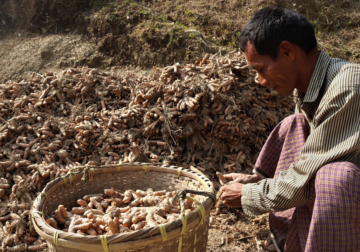চাষিদের কাছ থেকে কাঁচা হলুদ কিনেছেন স্থানীয় এক পাইকার। কেনার পর স্তূপ করছেন মাঠে। সেদ্ধ করার পর ওখানে রোদে শুকিয়ে নেবেন হলুদ। ওয়াগ্গা মহাজনপাড়া, কাপ্তাই, রাঙামাটি