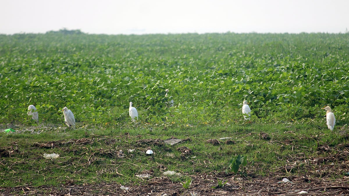 ছবি: প্রথম আলো