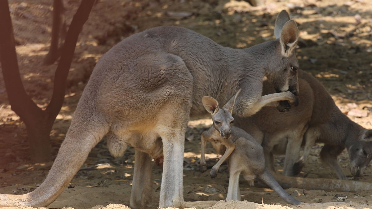 ছবি: জুয়েল শীল