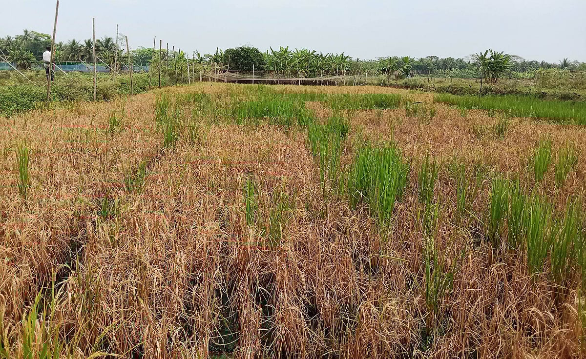 ছবি: প্রথম আলো