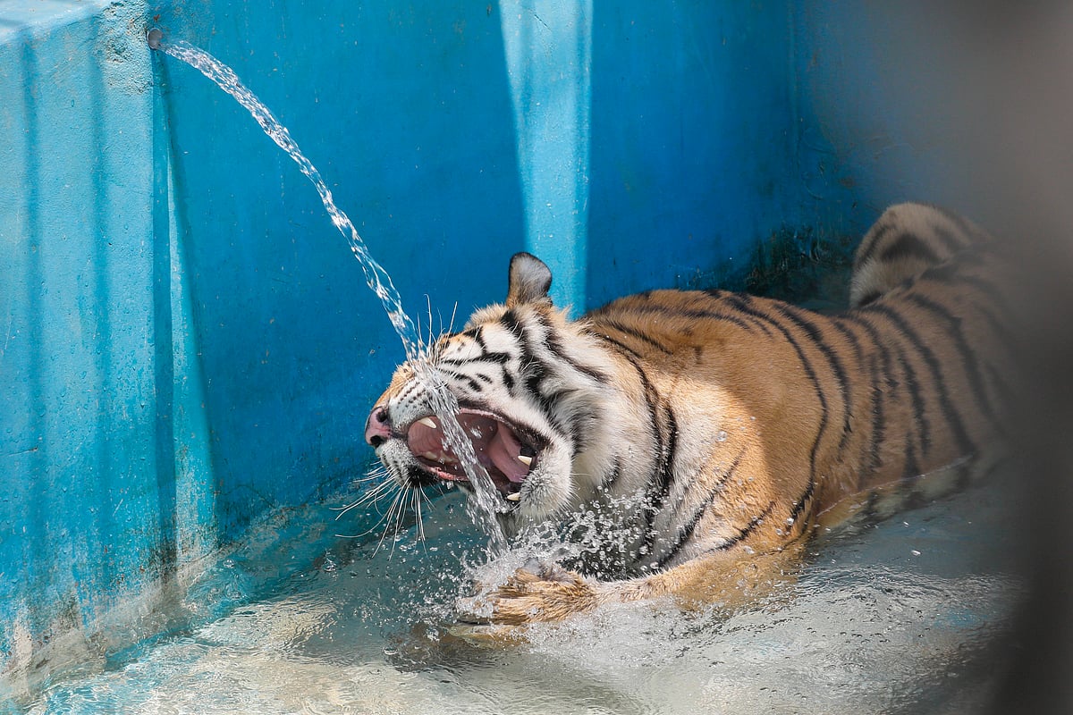 একটু পরপর পাইপ থেকে পানি খেতে আসে বাঘ