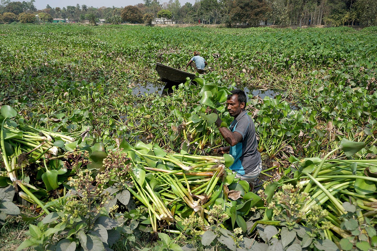 ছবি : হাসান মাহমুদ