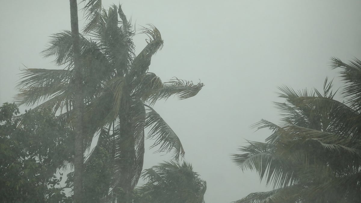 ফাইল ছবি: প্রথম আলো