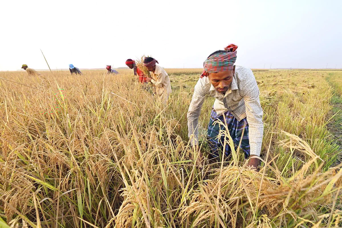 খেতে পাকা ধান কাটতে ব্যস্ত মৌসুমি কৃষকেরা।