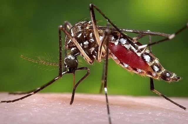ডেঙ্গুতে আবারও দুজনের মৃত্যু