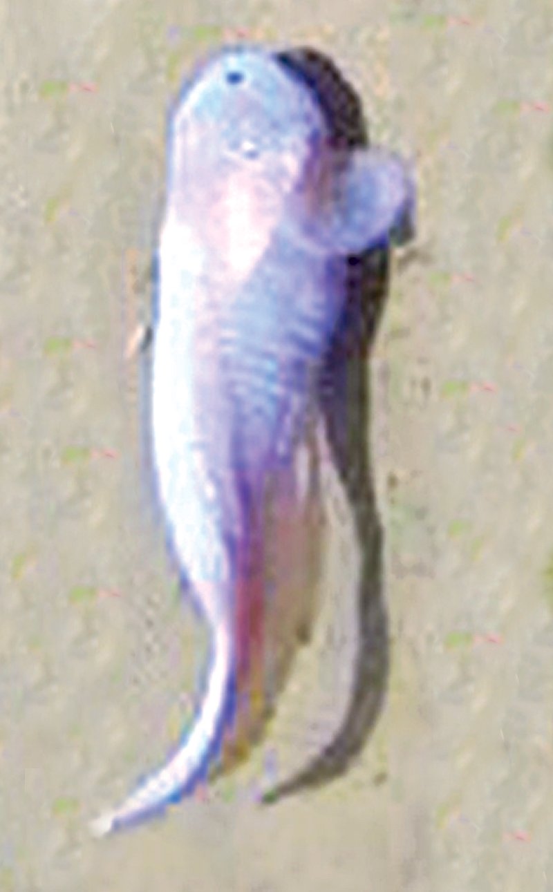 ছবি: টুইটার থেকে