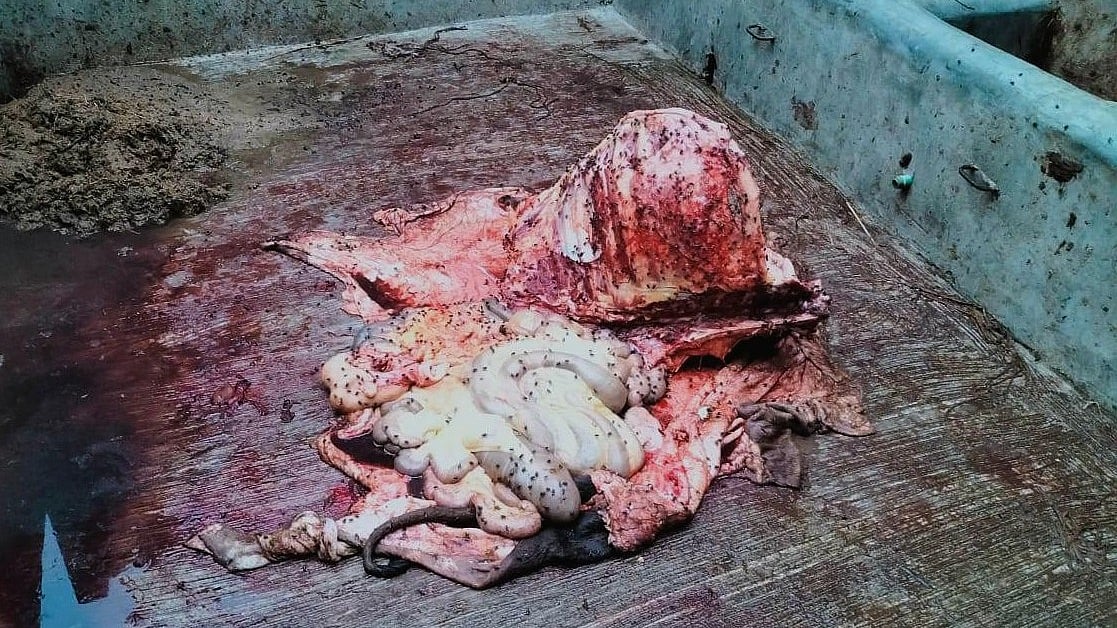 ছবি: প্রথম আলো