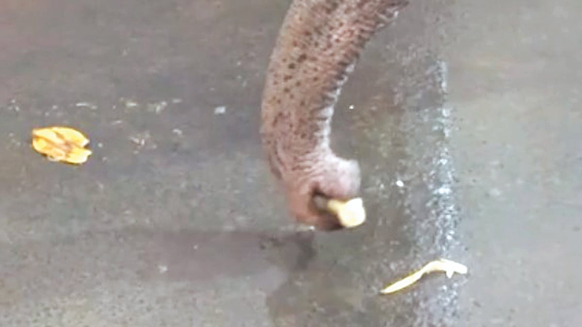 ছবি: ভিডিও থেকে  