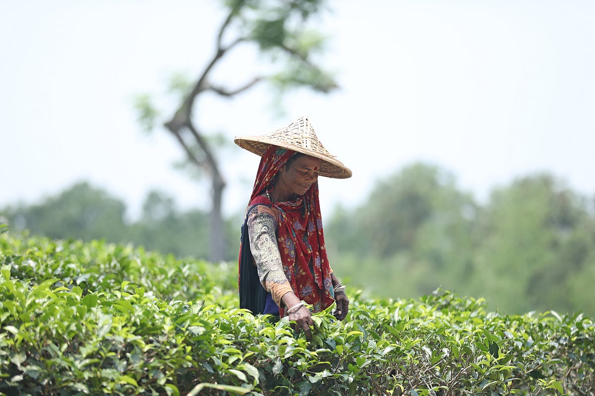 ছবি: আনিস মাহমুদ