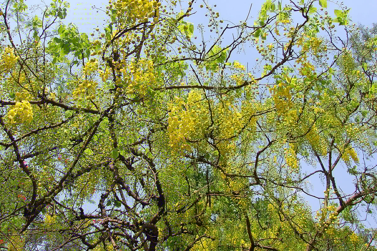 ছবি: মোকারম হোসেন