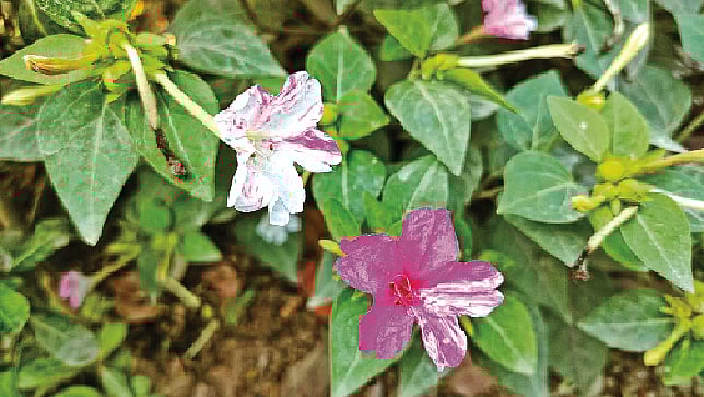 ছবি: লেখক