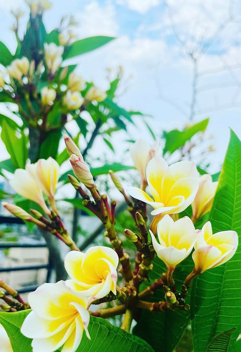 ছাদবাগানেই হবে কাঠগোলাপ