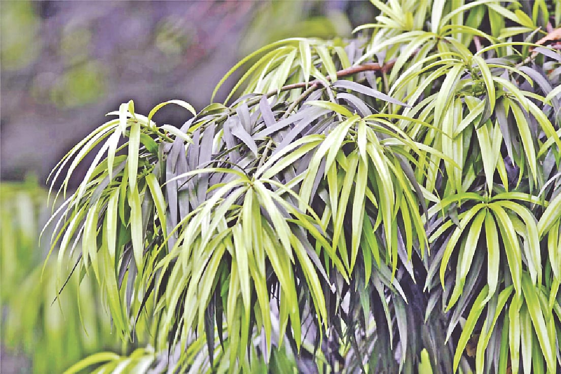 ছবি: শরিফ হোসাইন