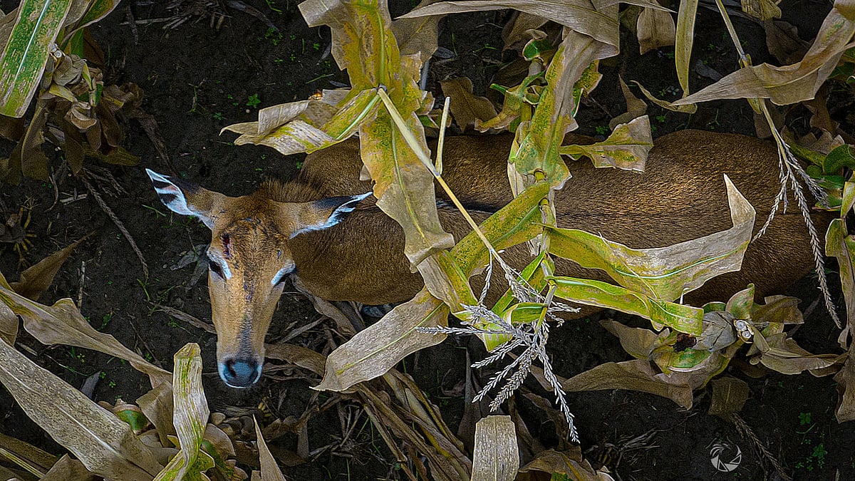 ছবি: ফিরোজ আল সাবাহ