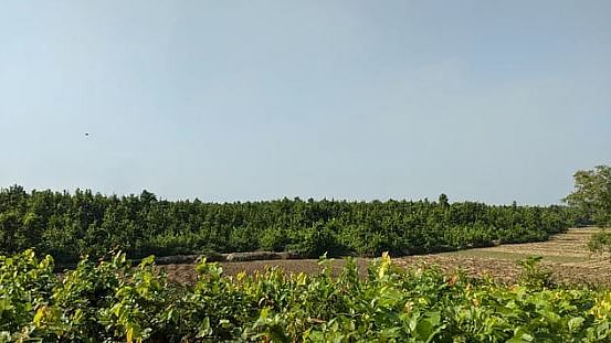 কাপাসিয়া পর্যটনকেন্দ্র হিসেবে হলে স্থানীয় যুবকদের জন্য তৈরি হবে কর্মসংস্থান, যা বেকারত্ব সমস্যা সমাধানে সহায়ক হবে।