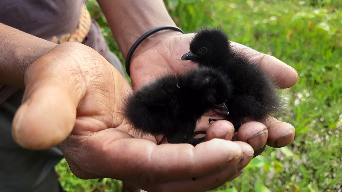 ছবি: প্রথম আলো