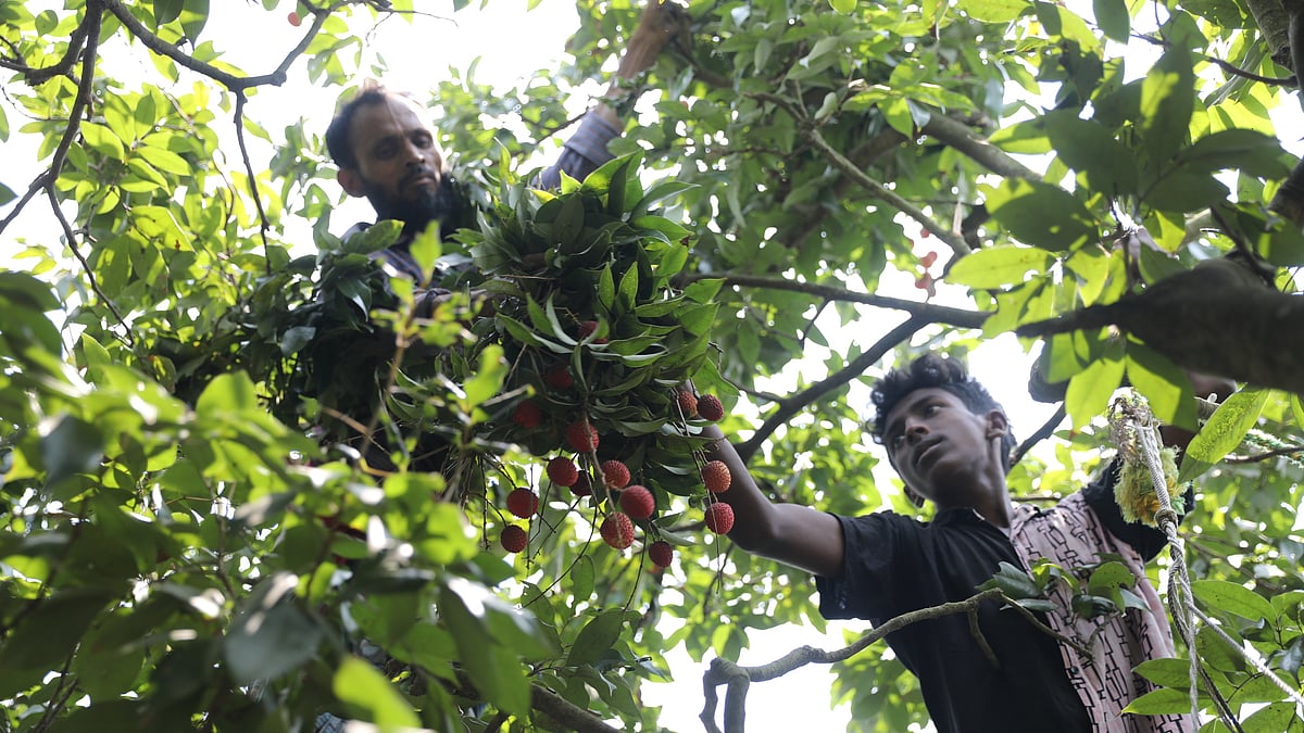 গাছ থেকে লিচু সংগ্রহ করছেন শ্রমিকেরা