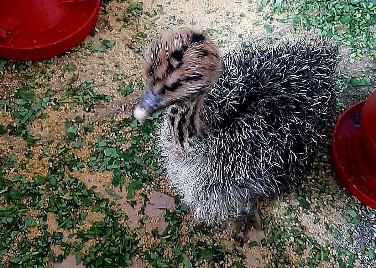 ডুলাহাজারায় অবস্থিত বঙ্গবন্ধু শেখ মুজিব সাফারি পার্কে উটপাখির ছানা