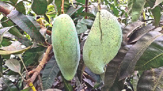 ছবি: লেখক