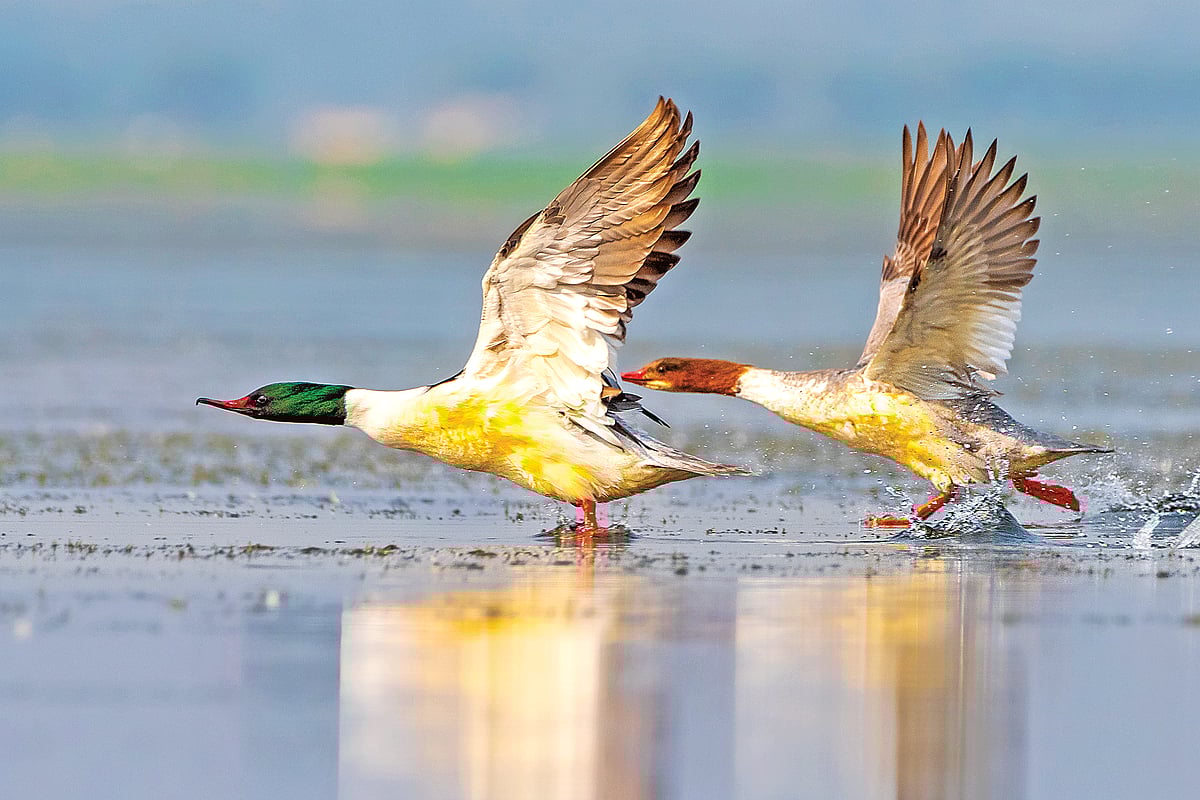 ছবি: দেবজ্যোতি রায়