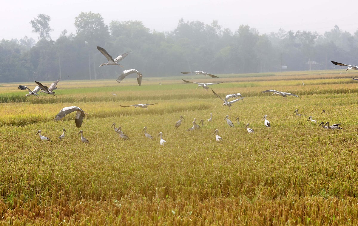 বোরো ধানখেতে ঝাঁক বেঁধে উড়ছে শামুকখোল পাখি। 