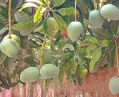 মোহনভোগ: হিমসাগরের মতো দেখতে আরেকটি পরিচিত আম। তবে এককালে তুমুল জনপ্রিয় এ আমের জনপ্রিয়তা এখন পড়তির মুখে।